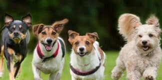 perú vacunación antirrábica canina