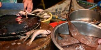 Brote de infecciones bacterianas en Hong Kong