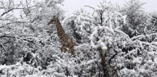 Sudáfrica nevada causa caos país