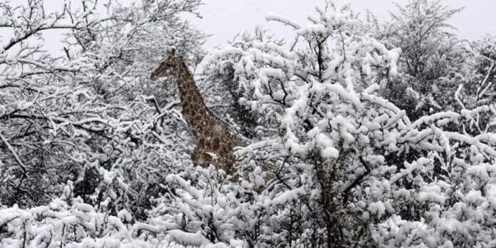 Sudáfrica nevada causa caos país