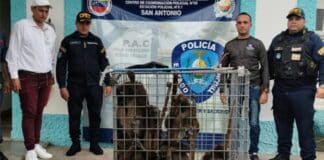 monos araña en Trujillo
