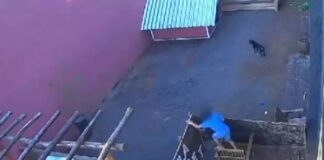 Brasil: Niño de 9 años masacre clínica veterinaria
