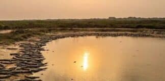 El Pantanal