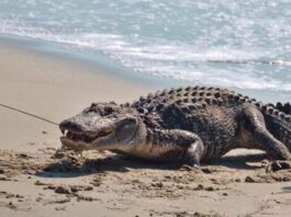 Rescatan a caimán en playa de Higuerote