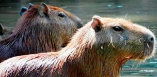 zoológico de Paraguaná