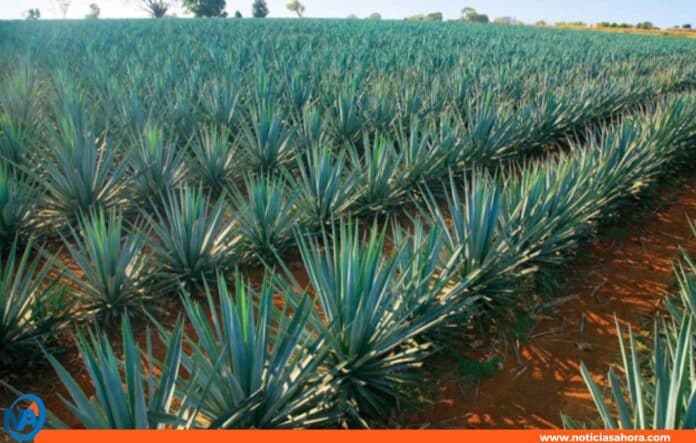 Agave Cocuy