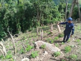 Yaracuy detienen a cinco personas delitos ambientales