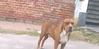 ataque de pitbull en Maturín