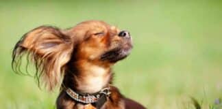 cuánto sol deben tomar los perros