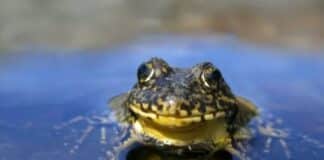 especie de rana