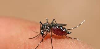 Venezuela kit rápido para dengue