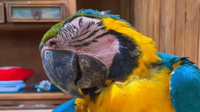 Ministerio Público investigación canchas de pádel tras muerte de guacamayas