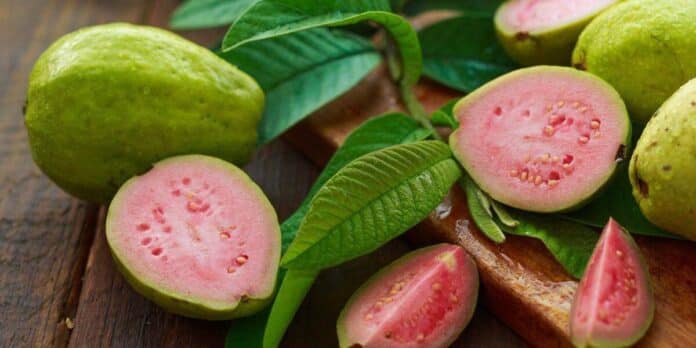 Propiedades y Beneficios hojas de guayaba