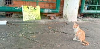 muertes de ocho gatos en Maracay