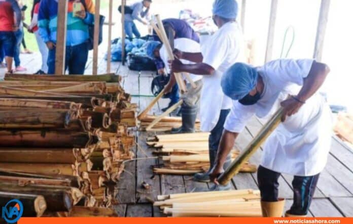planta procesadora de palmito planta procesadora de palmito