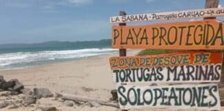 Rehabilitación en las playas de La Sabana