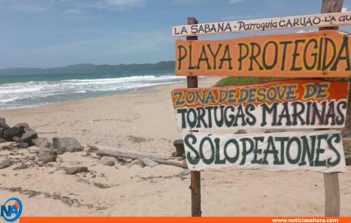 Rehabilitación en las playas de La Sabana