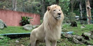 Zoológico de Mérida