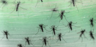 Puerto Rico bajo alerta por dengue