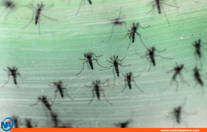 Puerto Rico bajo alerta por dengue