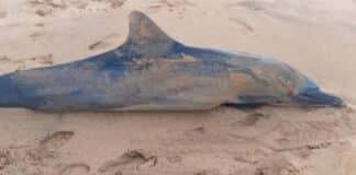muertes de delfines Carúpano