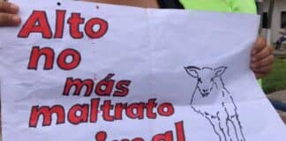 Barquisimeto maltrato animal
