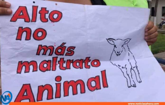 Barquisimeto maltrato animal