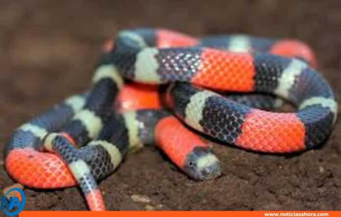 Bebé mordido serpiente Aragua