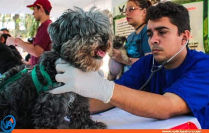 Miranda operativo atención veterinaria