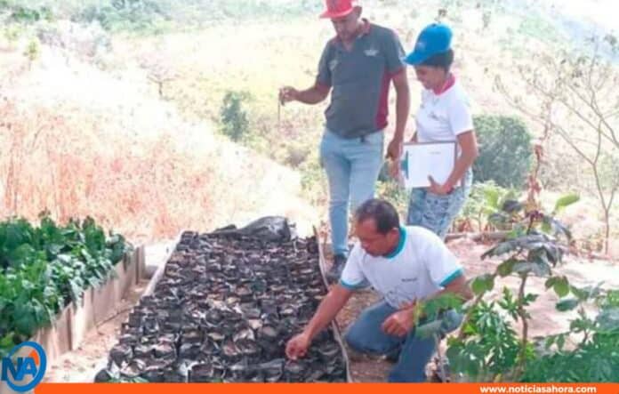 Nueva Ruta del Cacao Cojedes Nueva Ruta del Cacao Cojedes