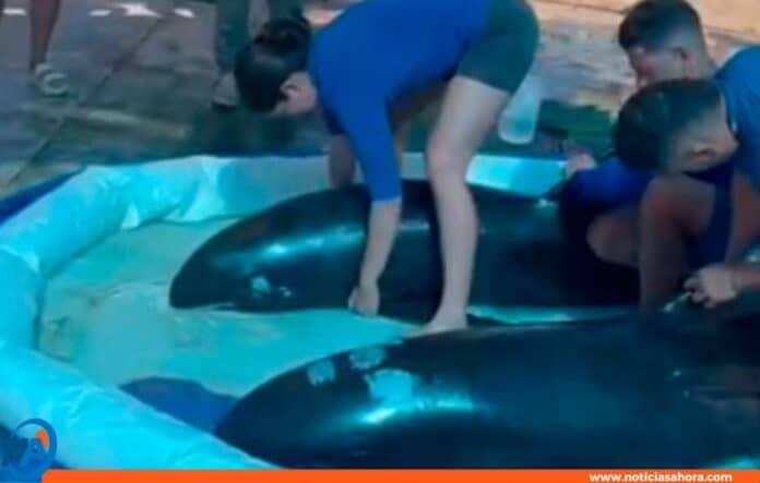 Rescate orcas Margarita