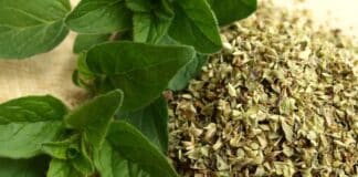 Té de orégano