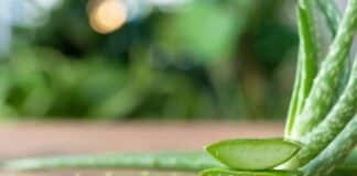 beneficios aloe vera