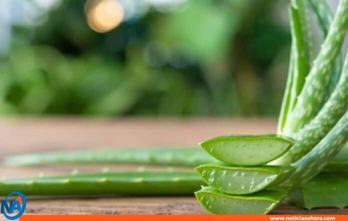 beneficios aloe vera