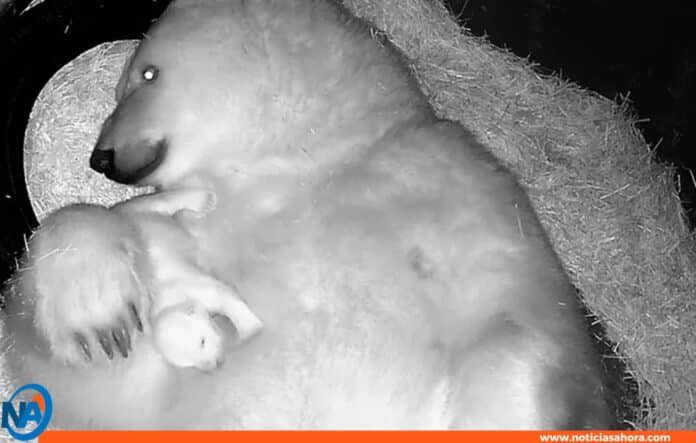 Nace osezna polar en Sudamérica
