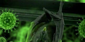 chinos han identificado nuevo coronavirus de murciélago