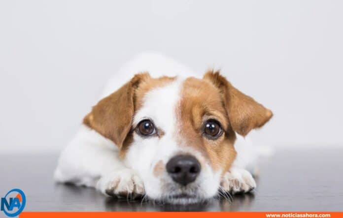 Tener un Perro