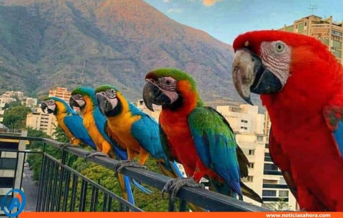 guacamayas Caracas cautiverio