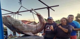 récord de pesca Río Orinoco