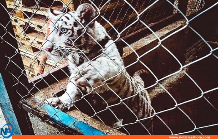 redes de tráfico de animales y plantas