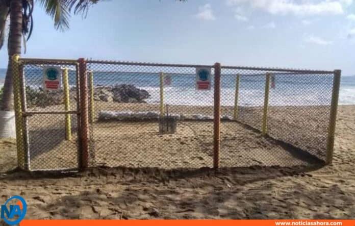 tortugas marinas La Guaira
