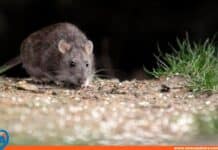 Argentina Hantavirus