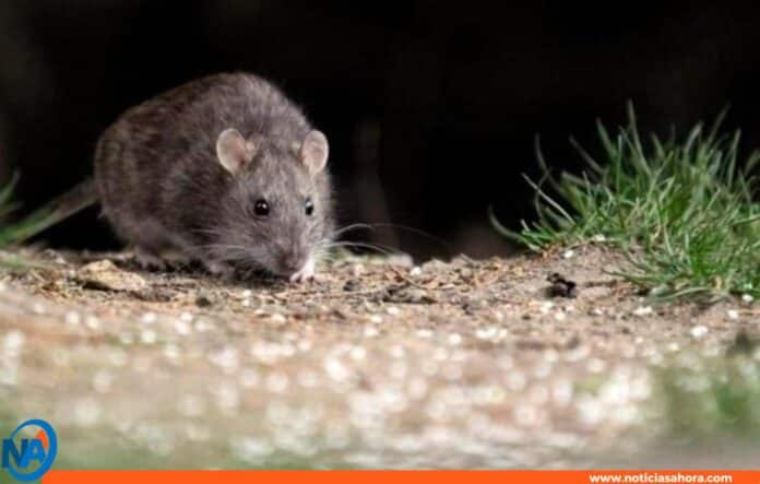 Argentina Hantavirus