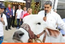 Feria Nacional del Cebú