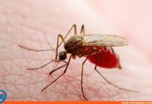 Venezuela Virus Oropouche