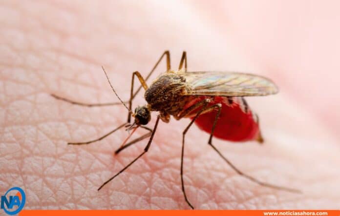 Venezuela Virus Oropouche Venezuela Virus Oropouche