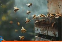 ataque abejas El Tigre