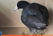 ave acuática fulica americana Maracaibo