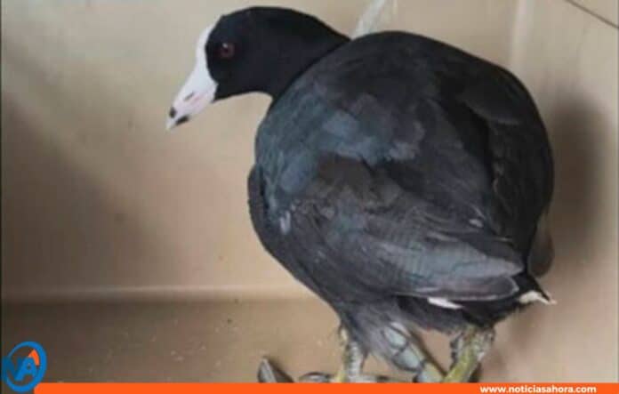 ave acuática fulica americana Maracaibo ave acuática fulica americana Maracaibo