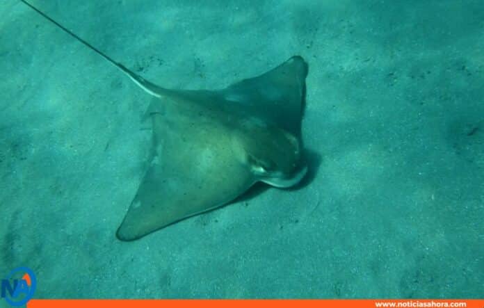 casos picaduras de mantarraya Zulia